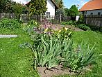 Třibřichy